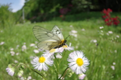 ウスバアゲハ（ウスバシロチョウ）～ヒメジオンの休息