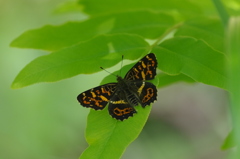 新緑のサカハチチョウ