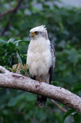 晩秋の八重山～カンムリワシ幼鳥２