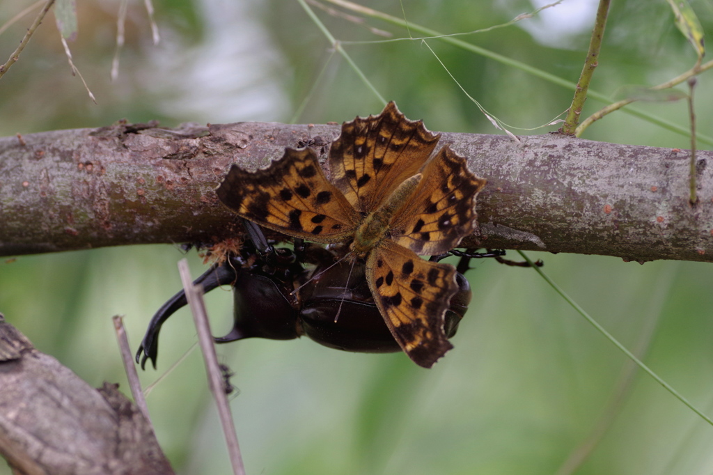 ヤナギ食堂１～キタテハとカブトムシ