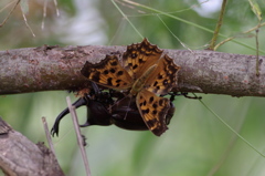 ヤナギ食堂１～キタテハとカブトムシ