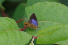 ウラミスジシジミ開翅再び