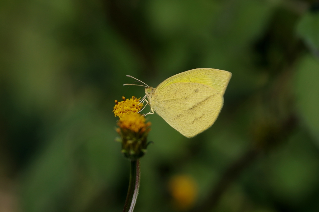 越冬前の腹ごしらえ ツマグロキチョウ２