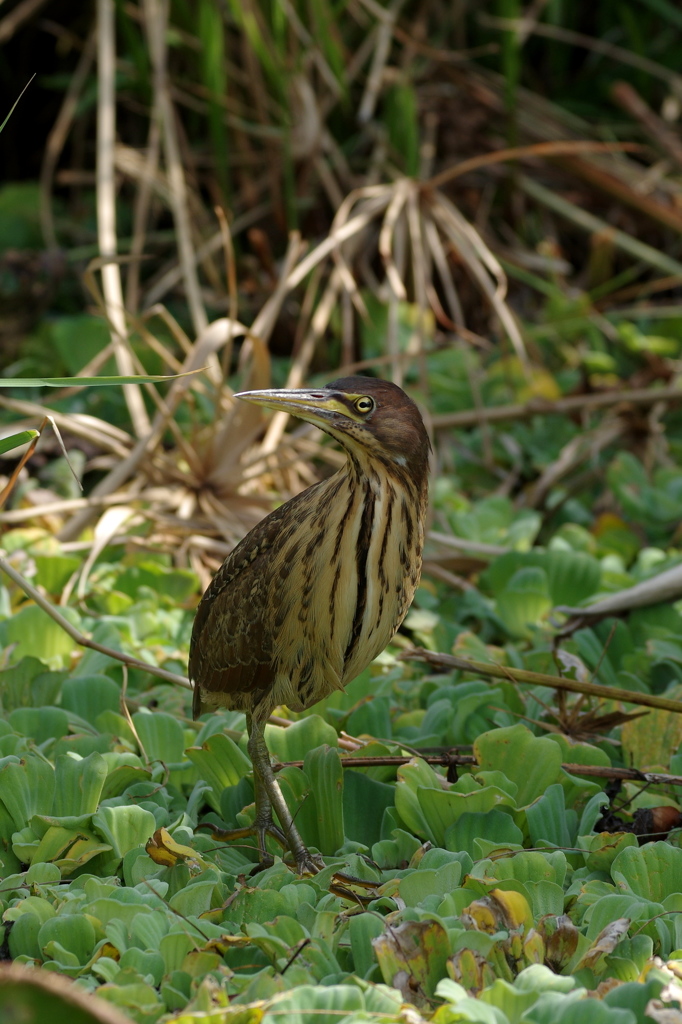 石垣島で･･･リュウキュウヨシゴイ♀ 1