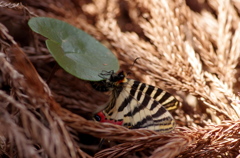 ただいま産卵中！
