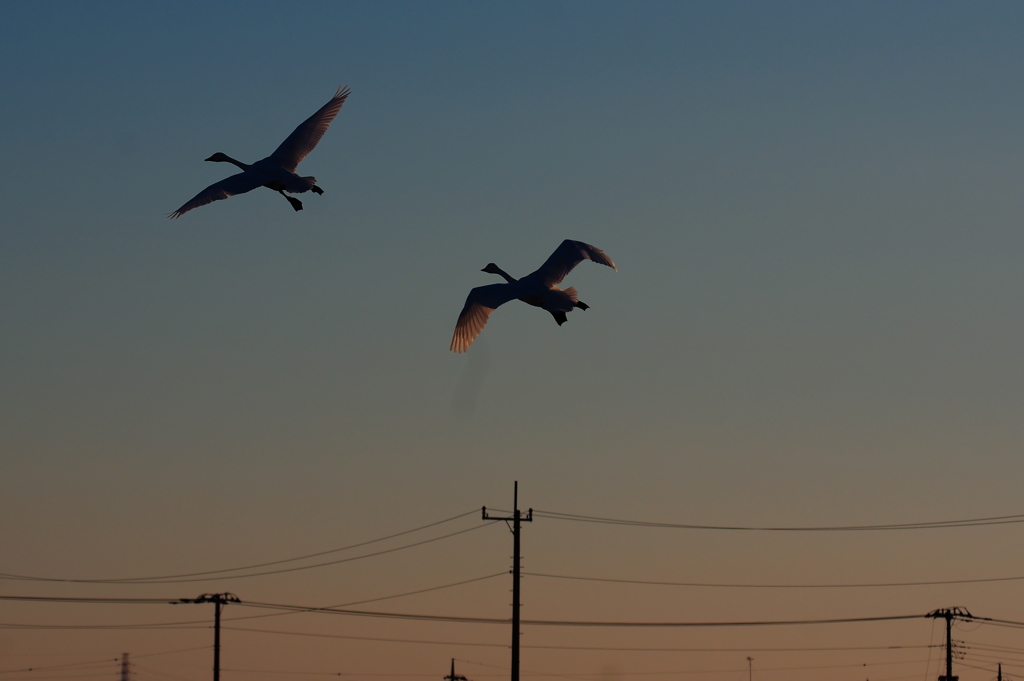 夕陽を浴びて