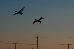 夕陽を浴びて