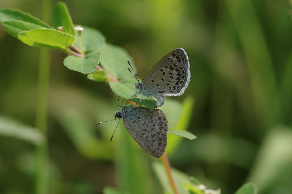 シルビアシジミ　ペア
