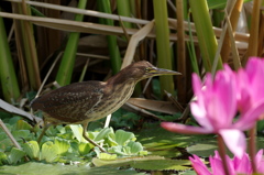 石垣島で･･･リュウキュウヨシゴイ♀ 2
