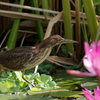 石垣島で･･･リュウキュウヨシゴイ♀ 2