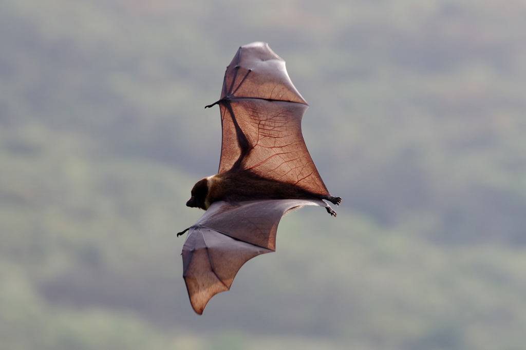 八重山大蝙蝠３