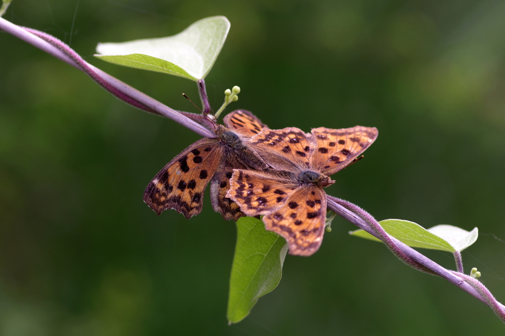 開いて愛の儀式