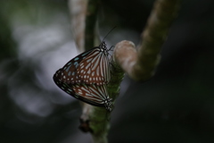 秋の八重山～リュウキュウアサギマダラ