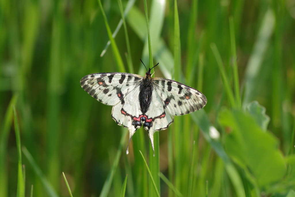 外来蝶～ホソオチョウ１