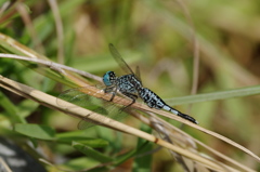 石垣島で･･･コシブトトンボ１