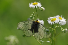 ウスバアゲハ（ウスバシロチョウ）～ヒメジオンの吸蜜