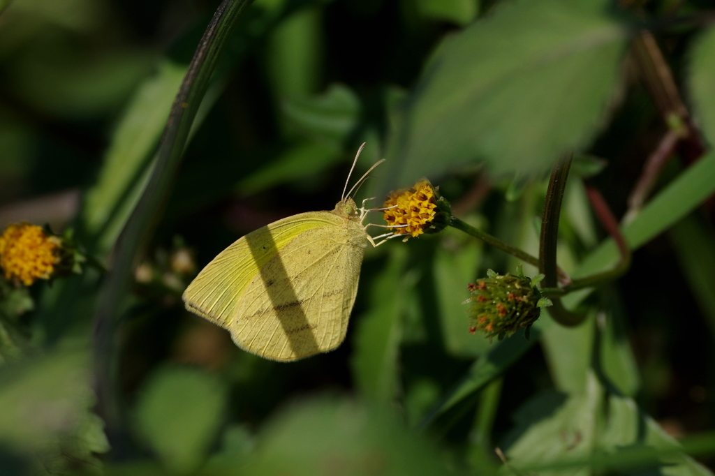 越冬前の腹ごしらえ ツマグロキチョウ１