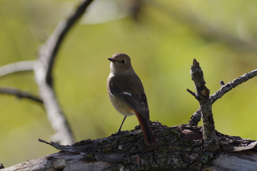 久々のゴロゴロ鳥撮り４