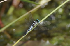 石垣島で･･･コシブトトンボ２