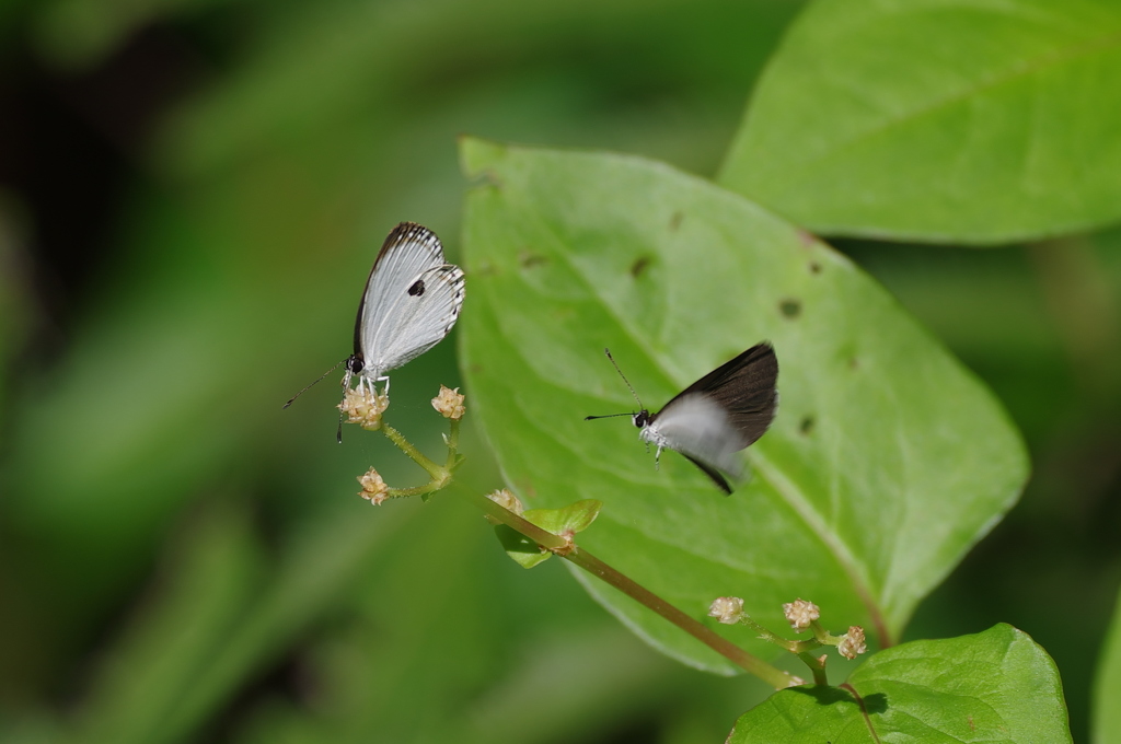 早春の沖縄～リュウキュウウラボシシジミ2