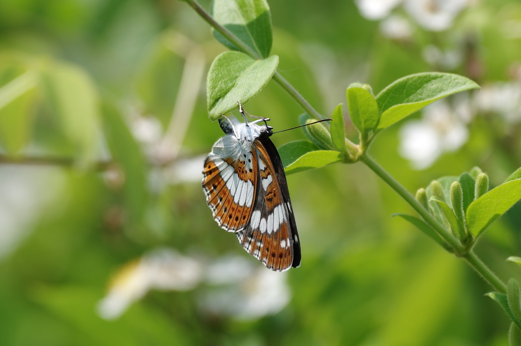 イチモンジチョウ産卵