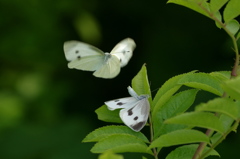 求愛