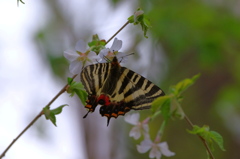 サクラとギフチョウ