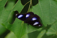 晩種の八重山にて～リュウキュウムラサキ３