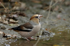 河原の水場にて･･･シメ１