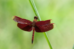 アカスジベッコウトンボ