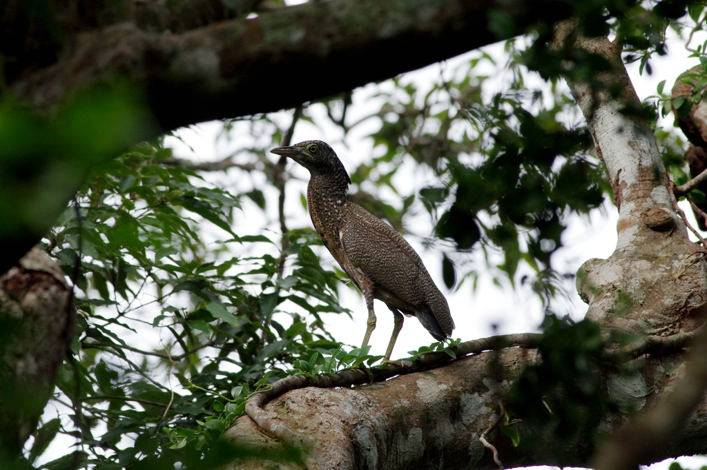 ズグロミゾゴイ