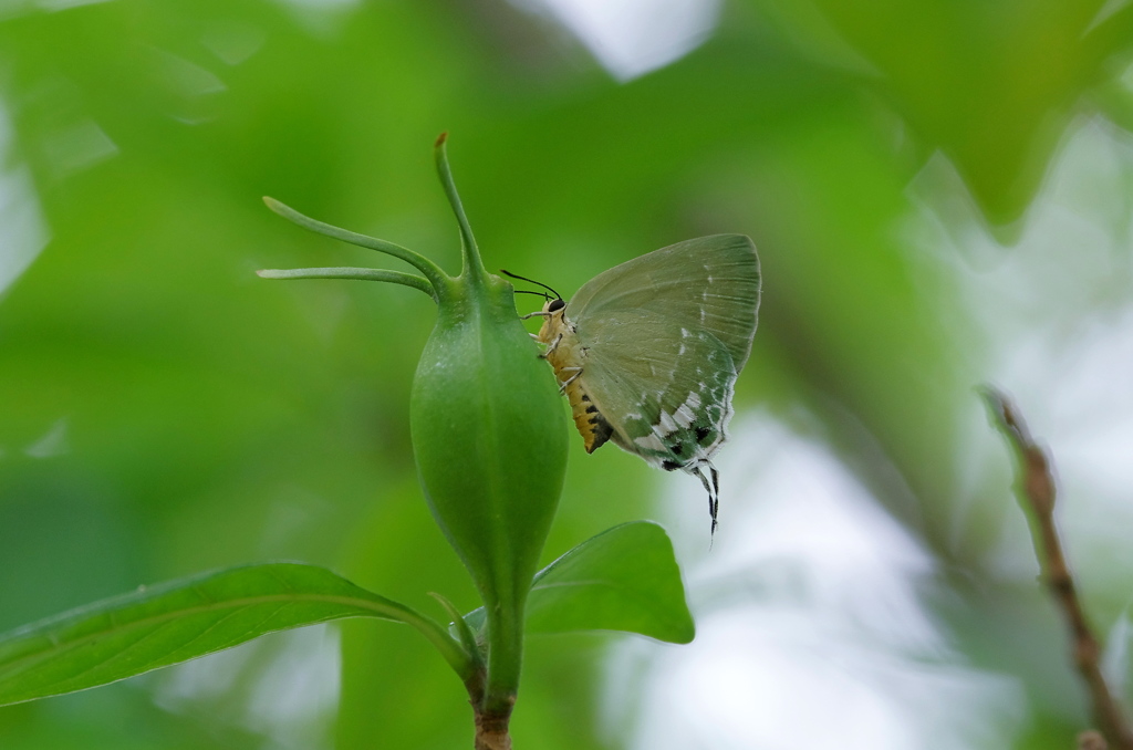 夏の八重山にて～イワカワシジミ２