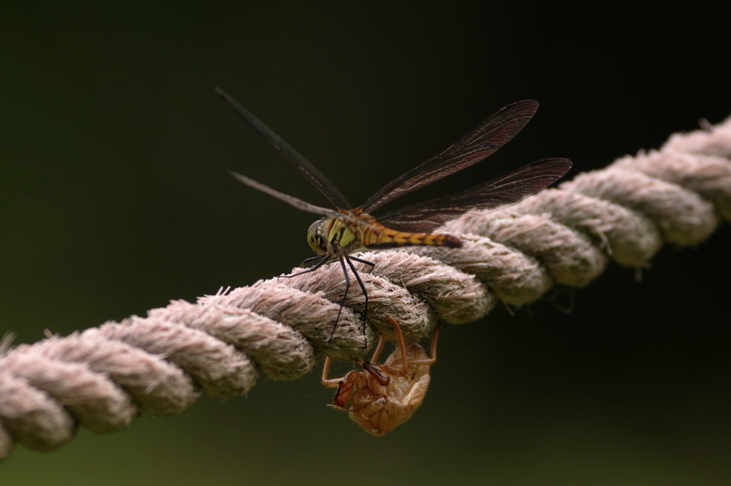 返答なき対話^^;