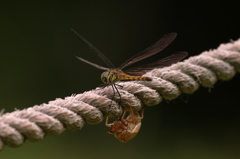 返答なき対話^^;