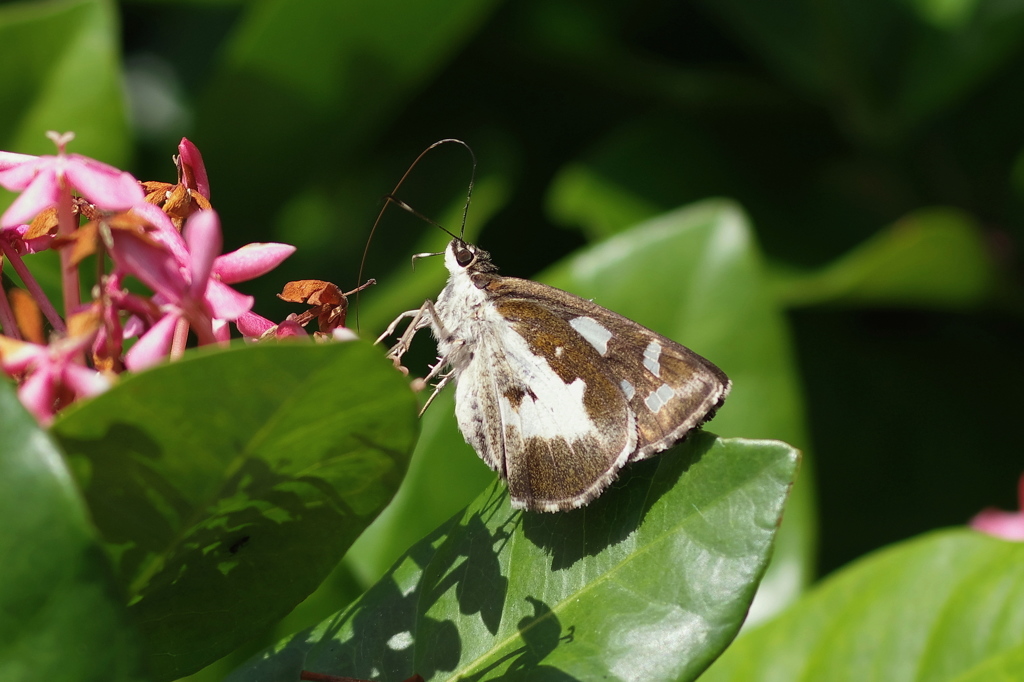 オオシロモンセセリ