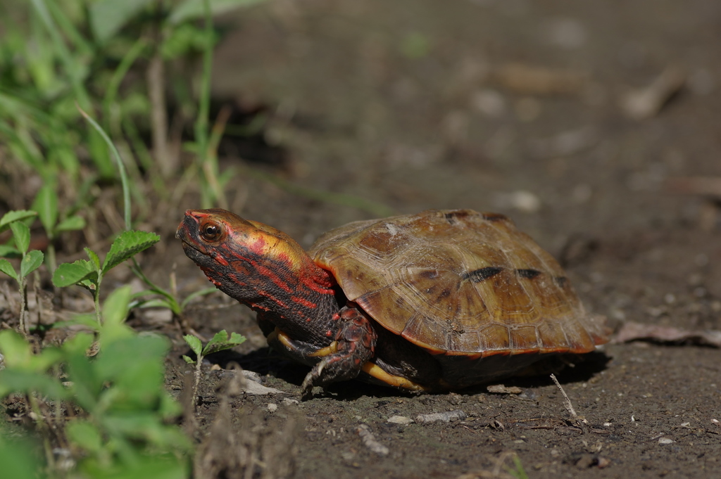 初見！リュウキュウヤマガメ