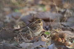何想う？ミヤマホオジロ♀