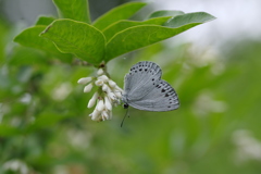 イボタの花にウラゴマダラシジミ