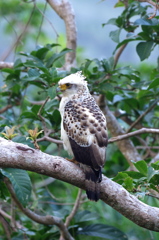 晩秋の八重山～カンムリワシ幼鳥１