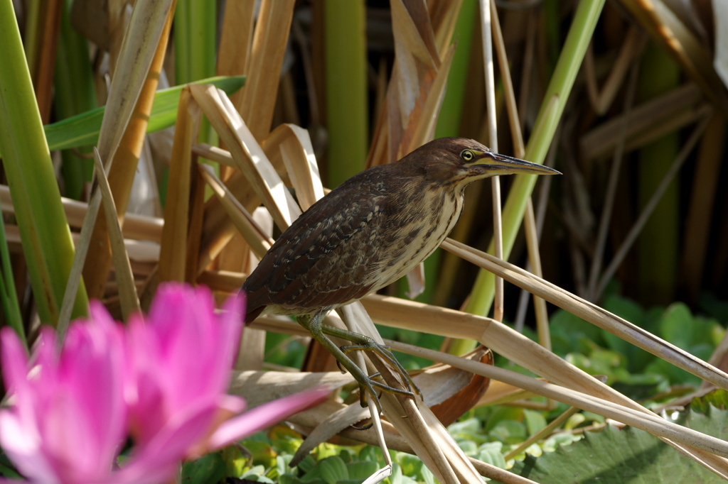 石垣島で･･･リュウキュウヨシゴイ♀ 3