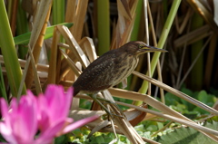 石垣島で･･･リュウキュウヨシゴイ♀ 3