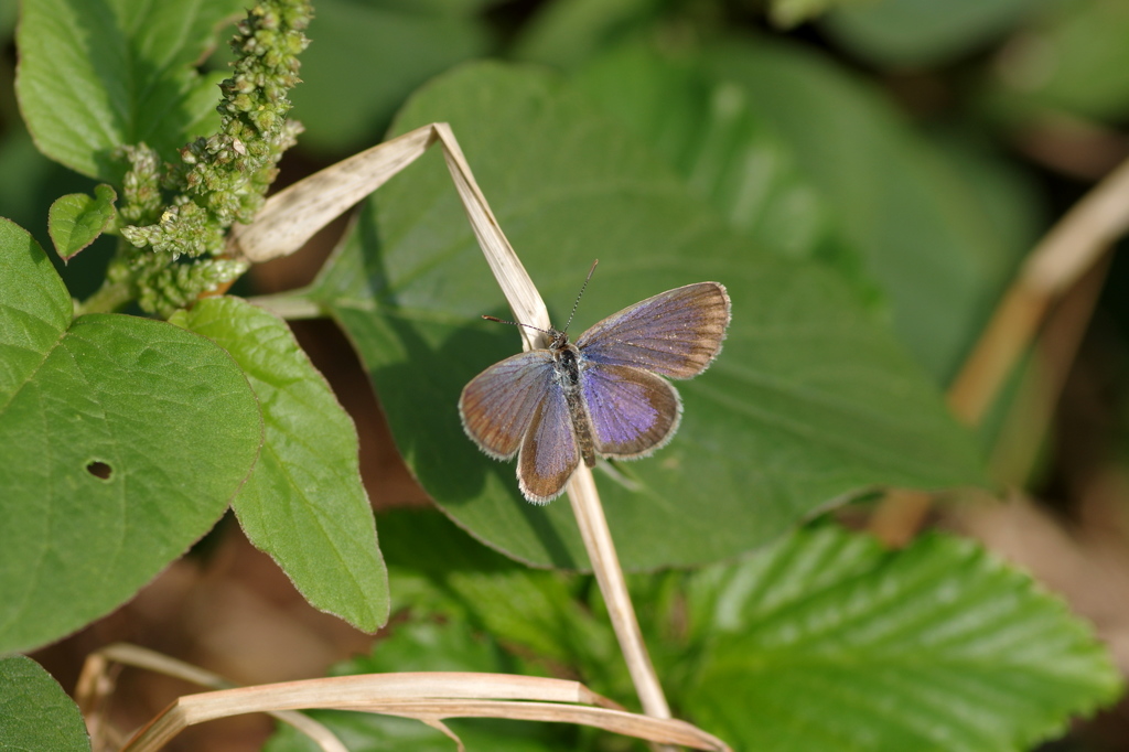 石垣島で･･･ハマヤマトシジミ２