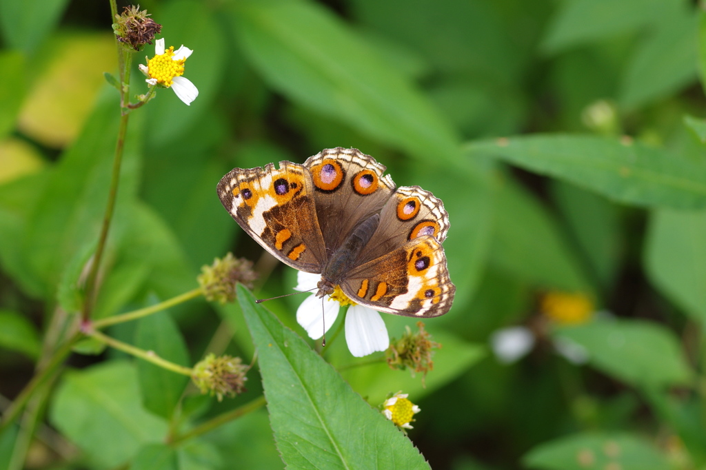 晩秋の八重山～アオタテハモドキ♀（茶系）