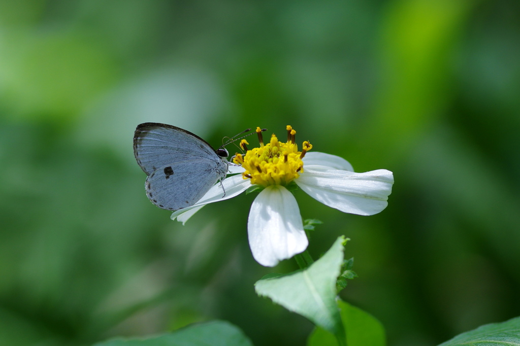 早春の八重山～リュウキュウウラボシシジミ
