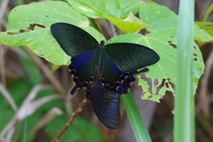 真夏の八重山にて～ヤエヤマカラスアゲハ　ペア