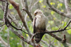 晩冬の八重山～カンムリワシ幼鳥