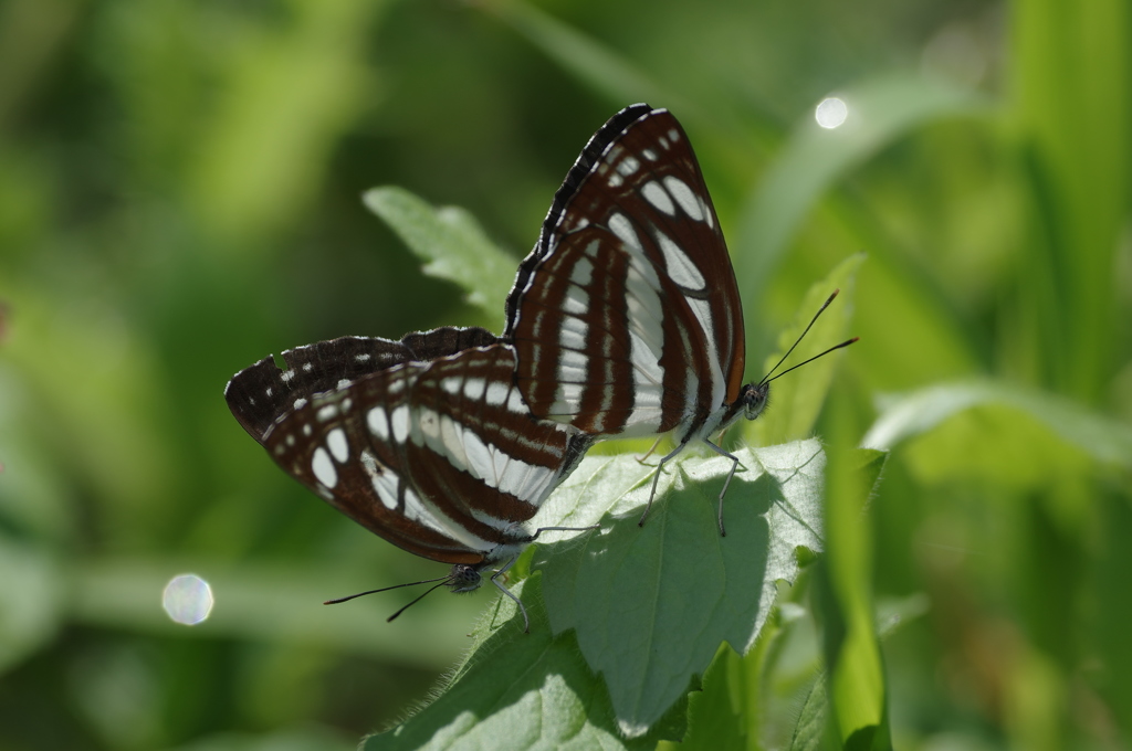 コミスジのペアリング１