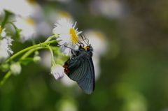 春のコバルトブルー　１　
