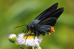 春のコバルトブルー　２　