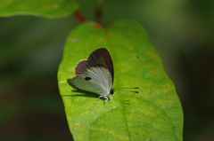 早春の沖縄～リュウキュウウラボシシジミ１